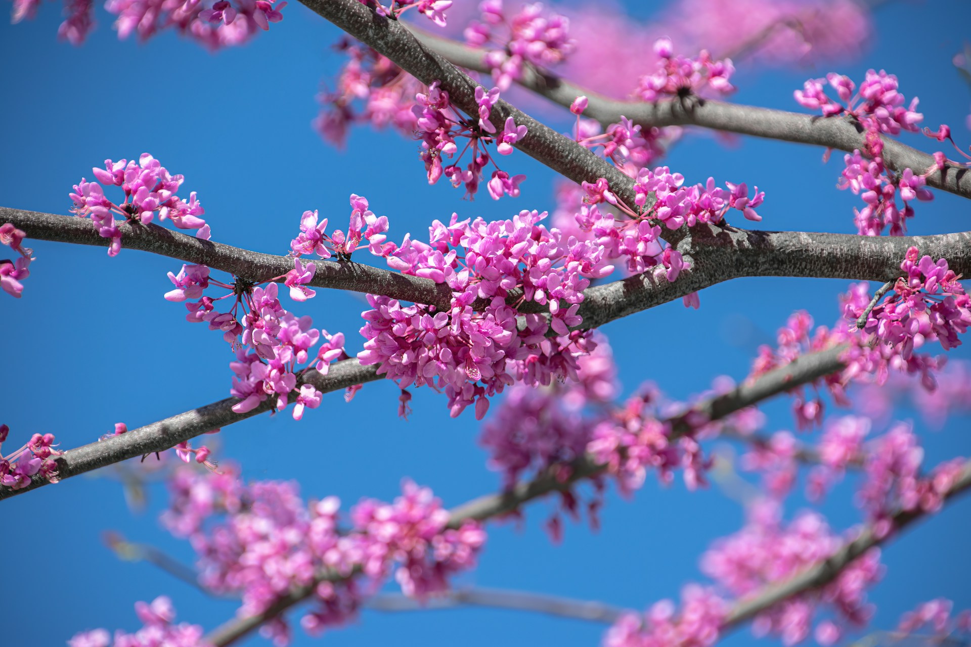 eastern redbud