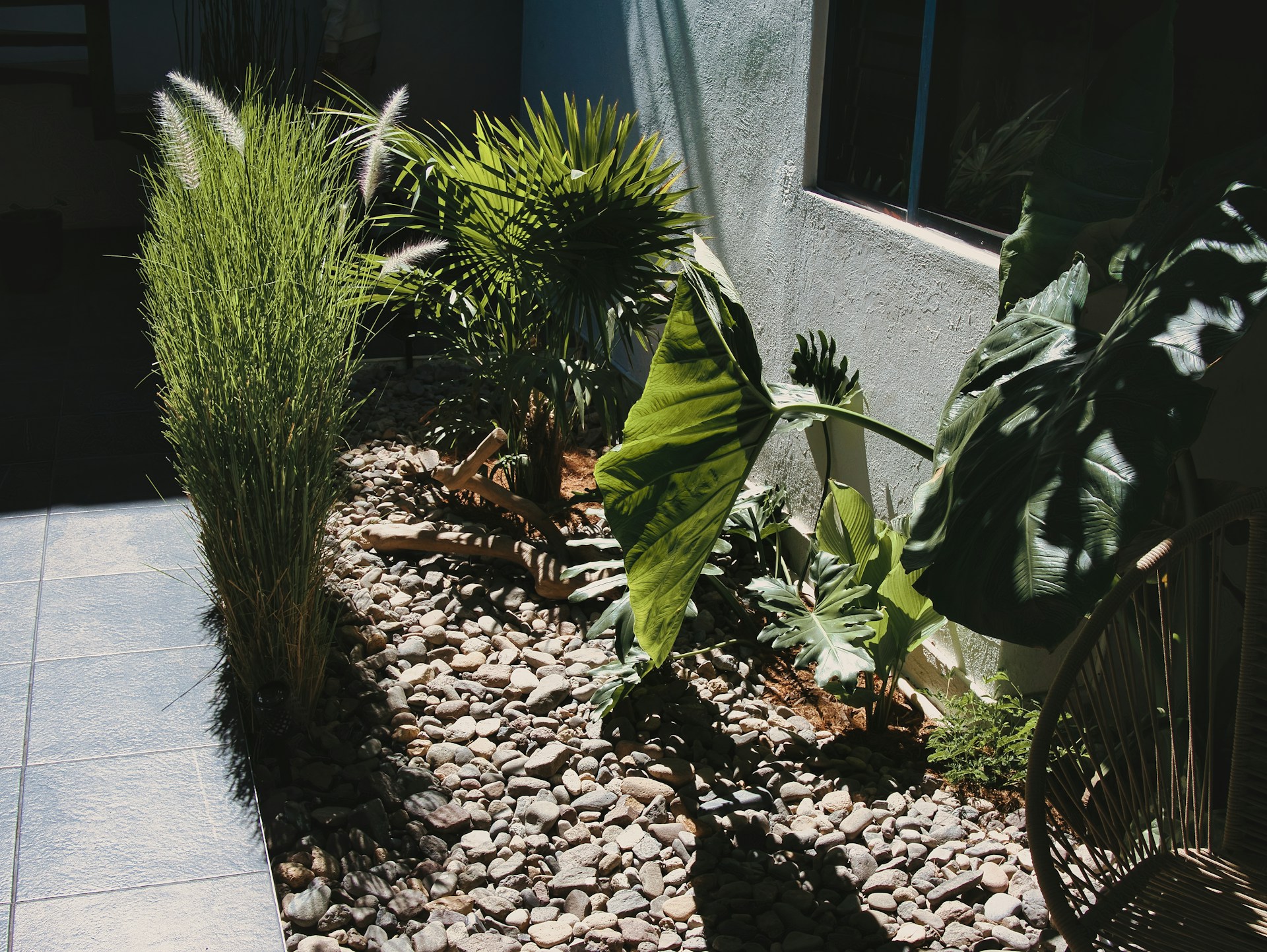 Heat-Tolerant Plants