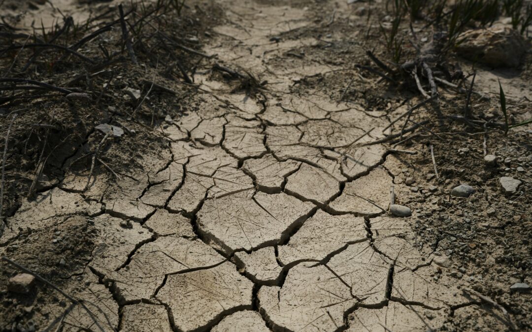 How To Manage Drought Conditions in Your Yard