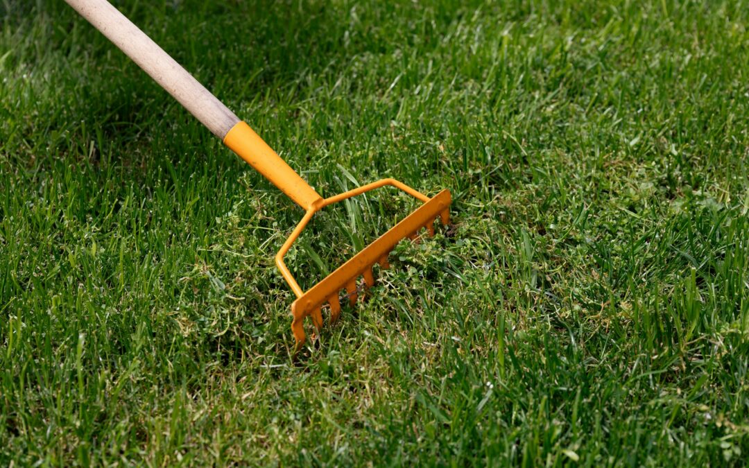 Effective Weed Control for Your Backyard