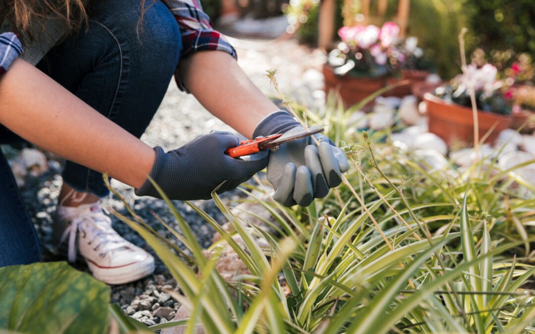Low-Maintenance Landscaping Ideas