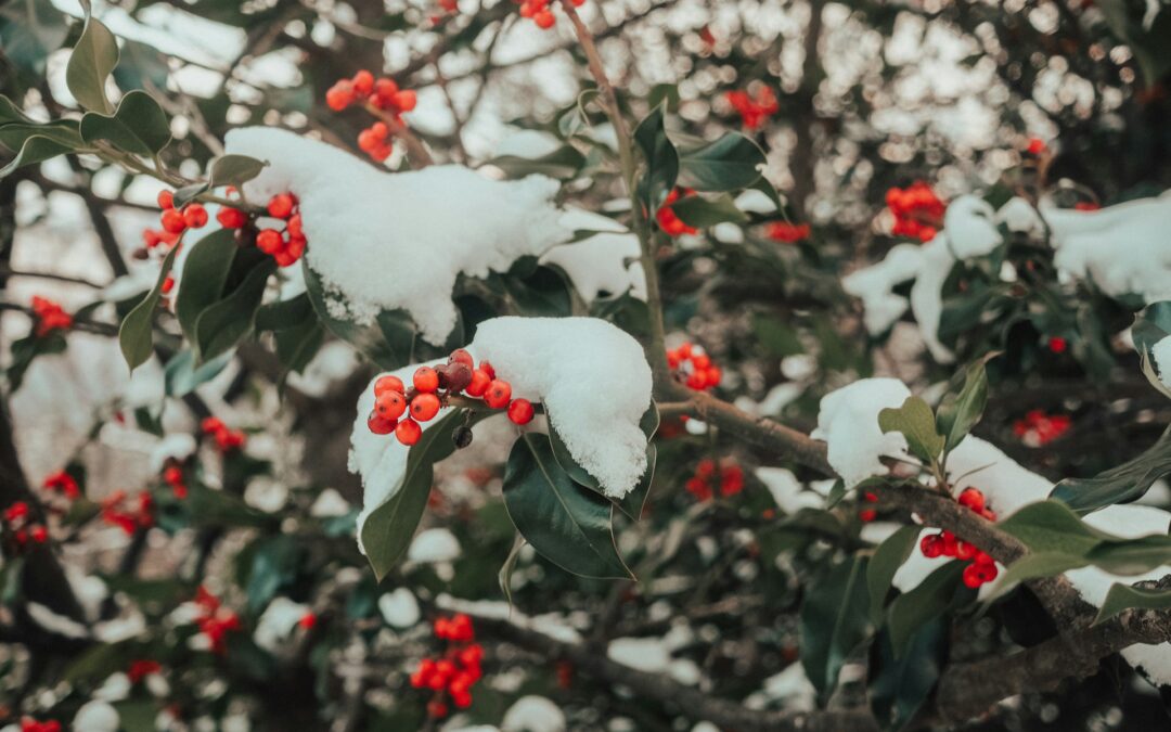 Enhancing Winter Gardens with Decorations